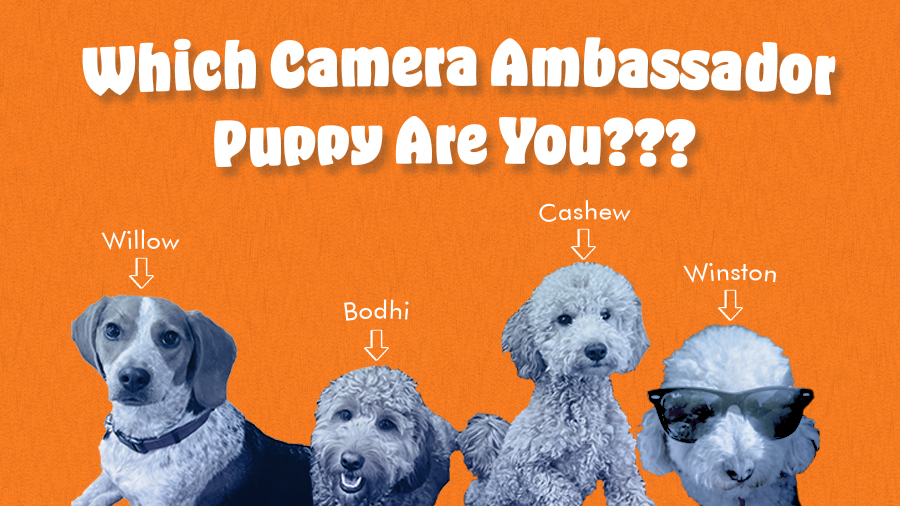 Which Camera Ambassador Puppy Are You???