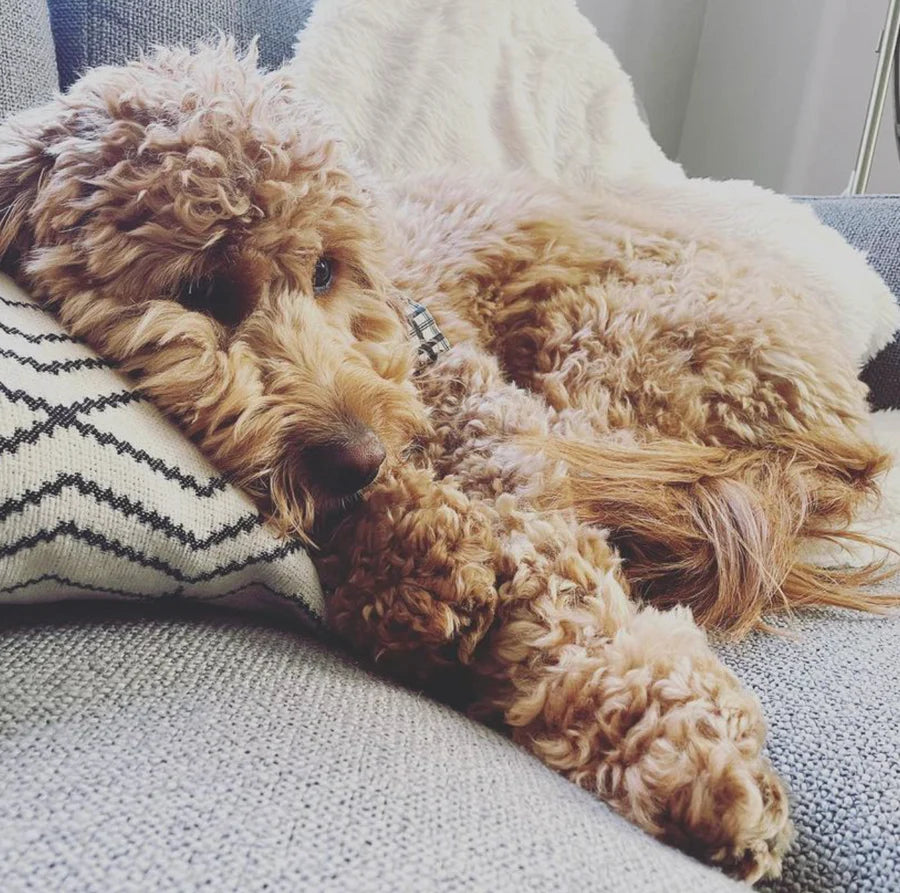 Bodhi, Assistant Mascot